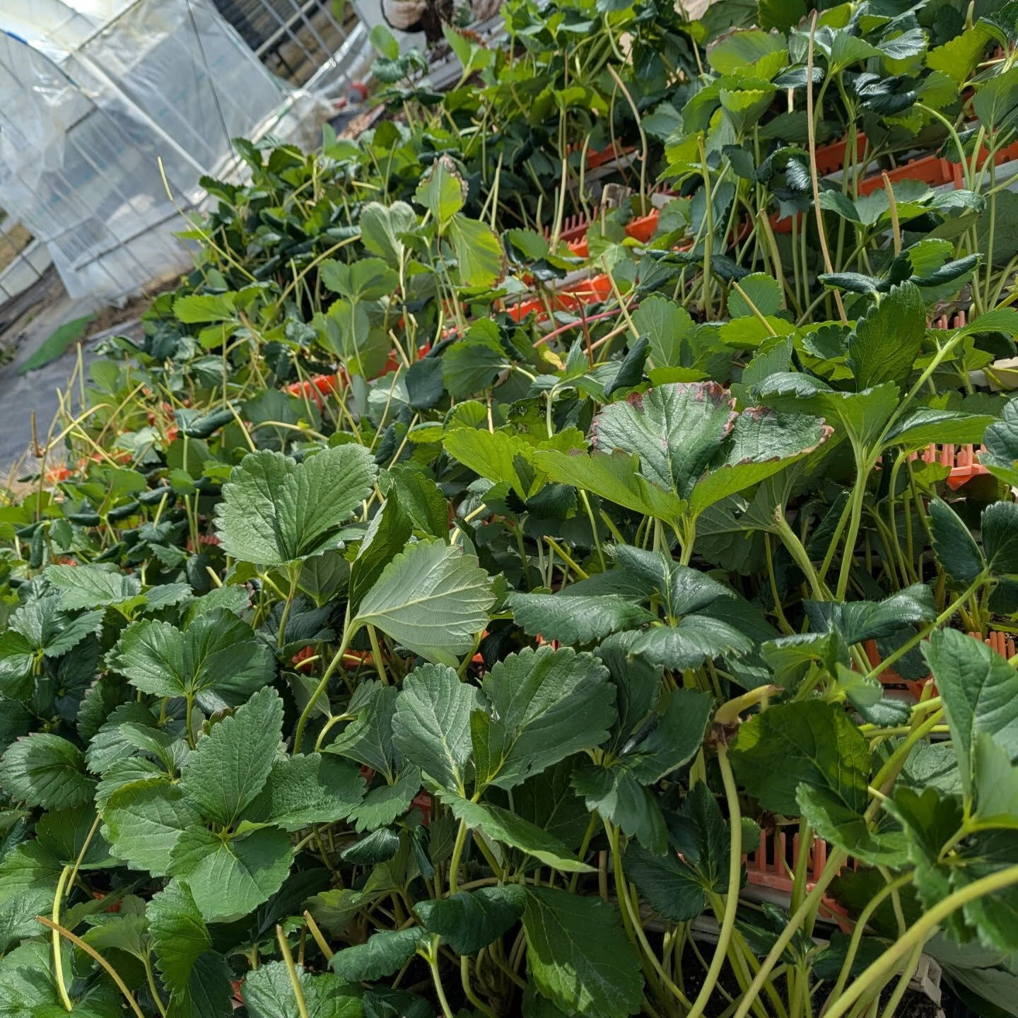 お疲れ様です！かっきー農園です🫡