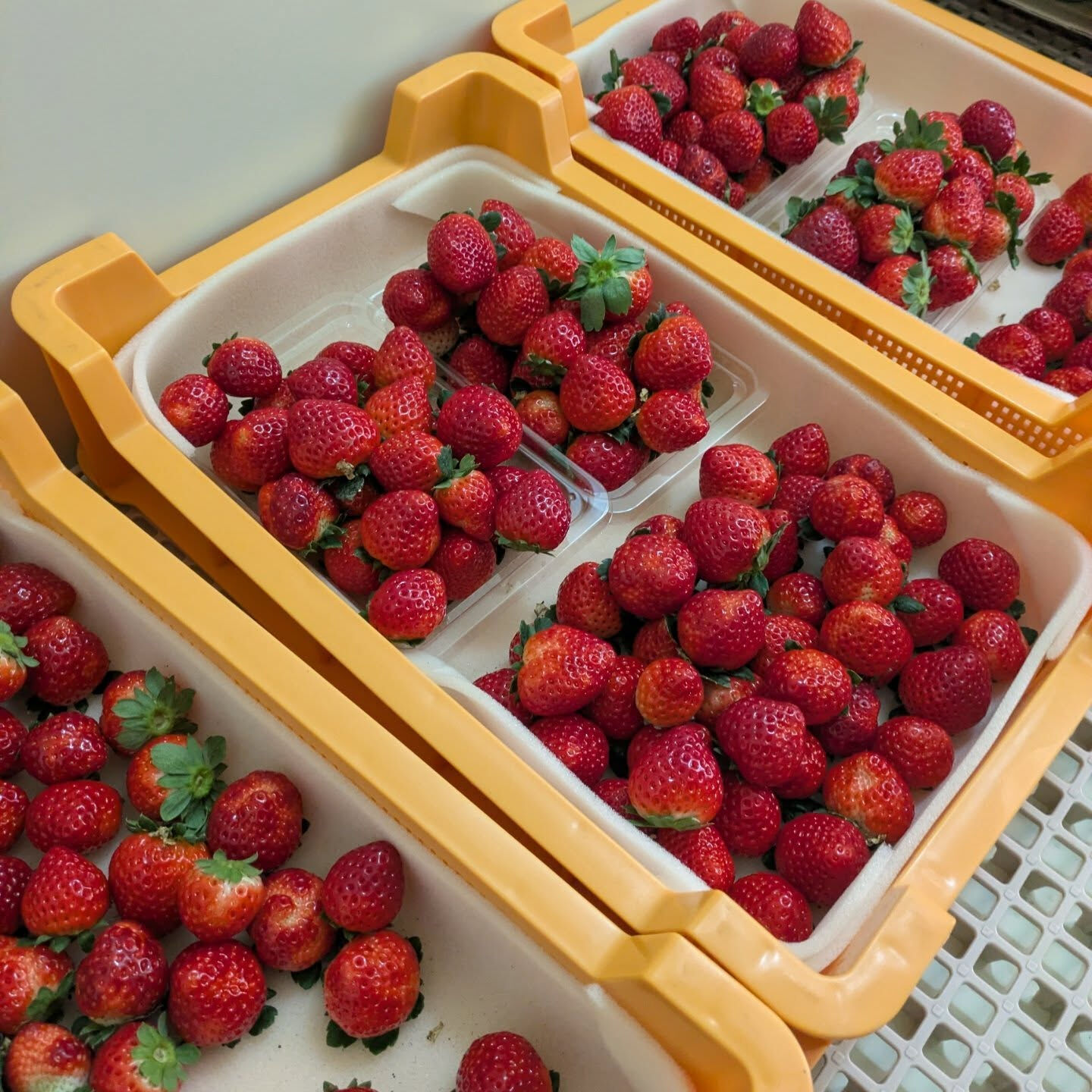 お疲れ様です！かっきー農園です🫡