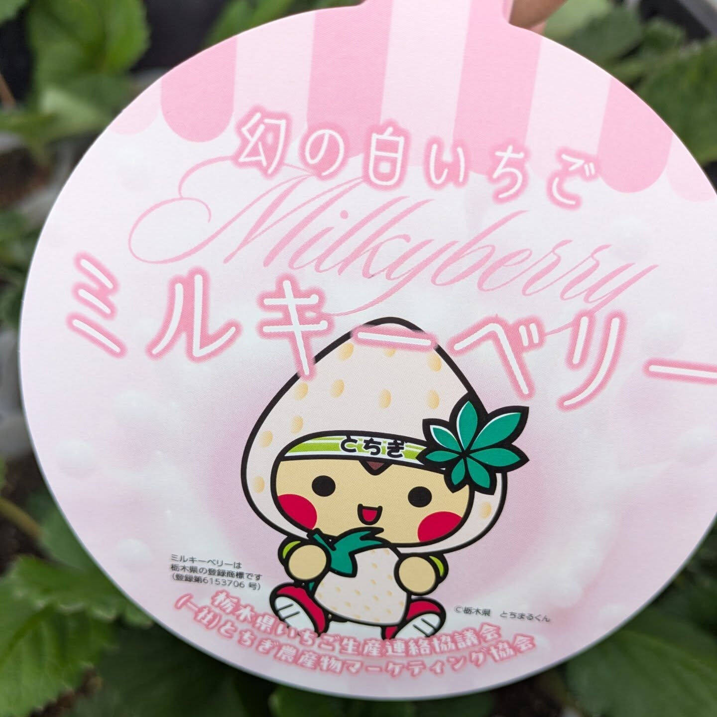 お疲れ様です！かっきー農園です🫡