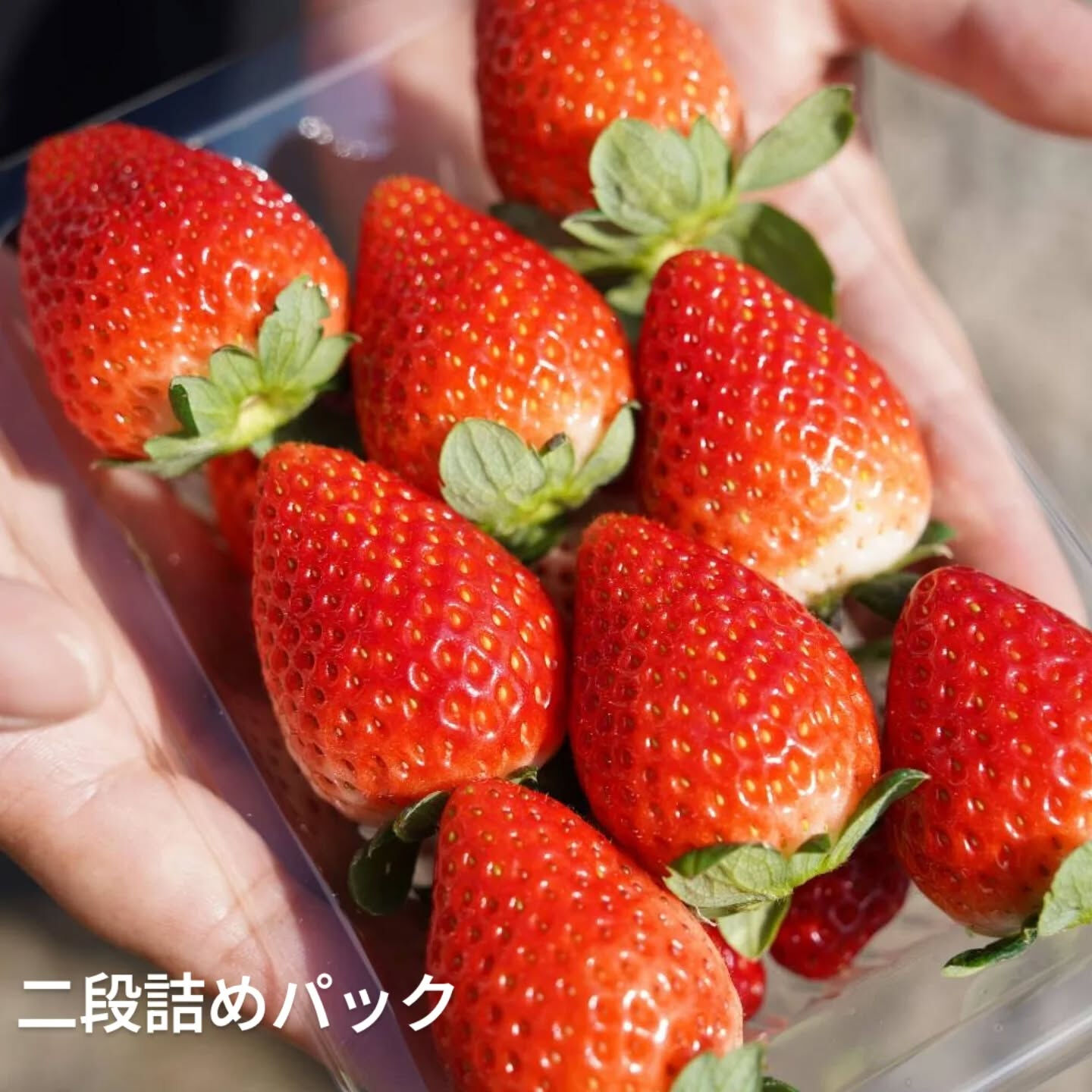 お疲れ様です！かっきー農園です！🫡