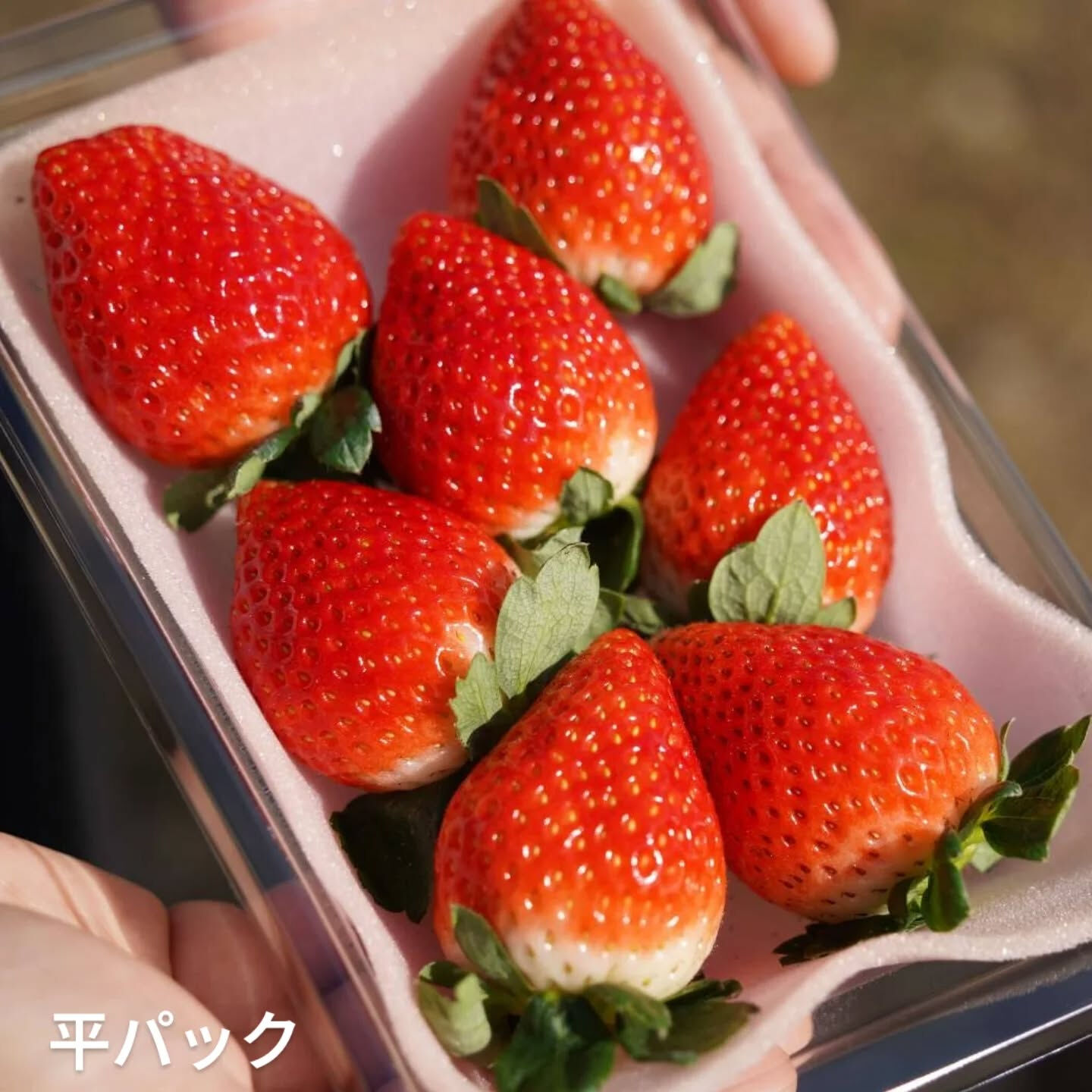 お疲れ様です！かっきー農園です！🫡