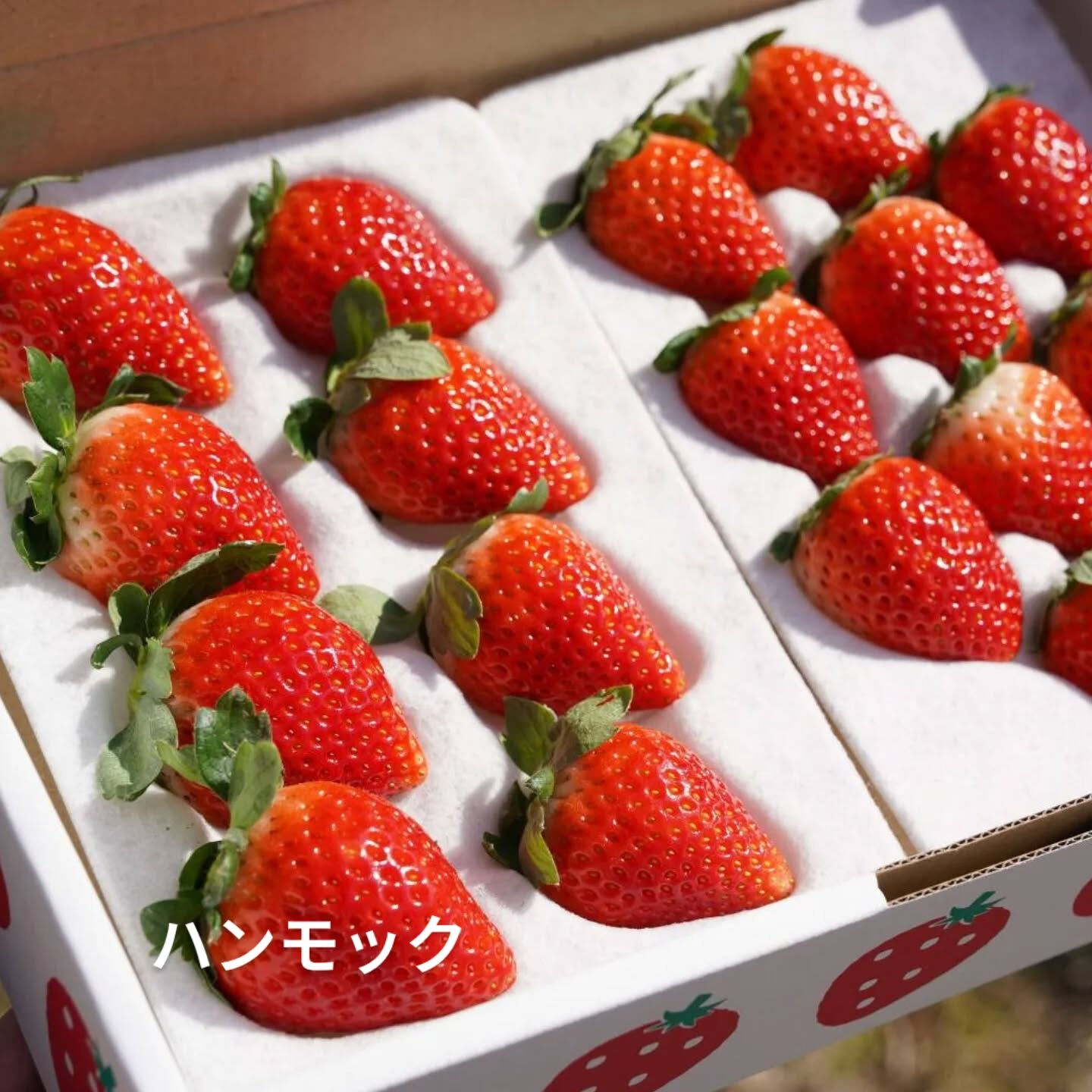 お疲れ様です！かっきー農園です！🫡