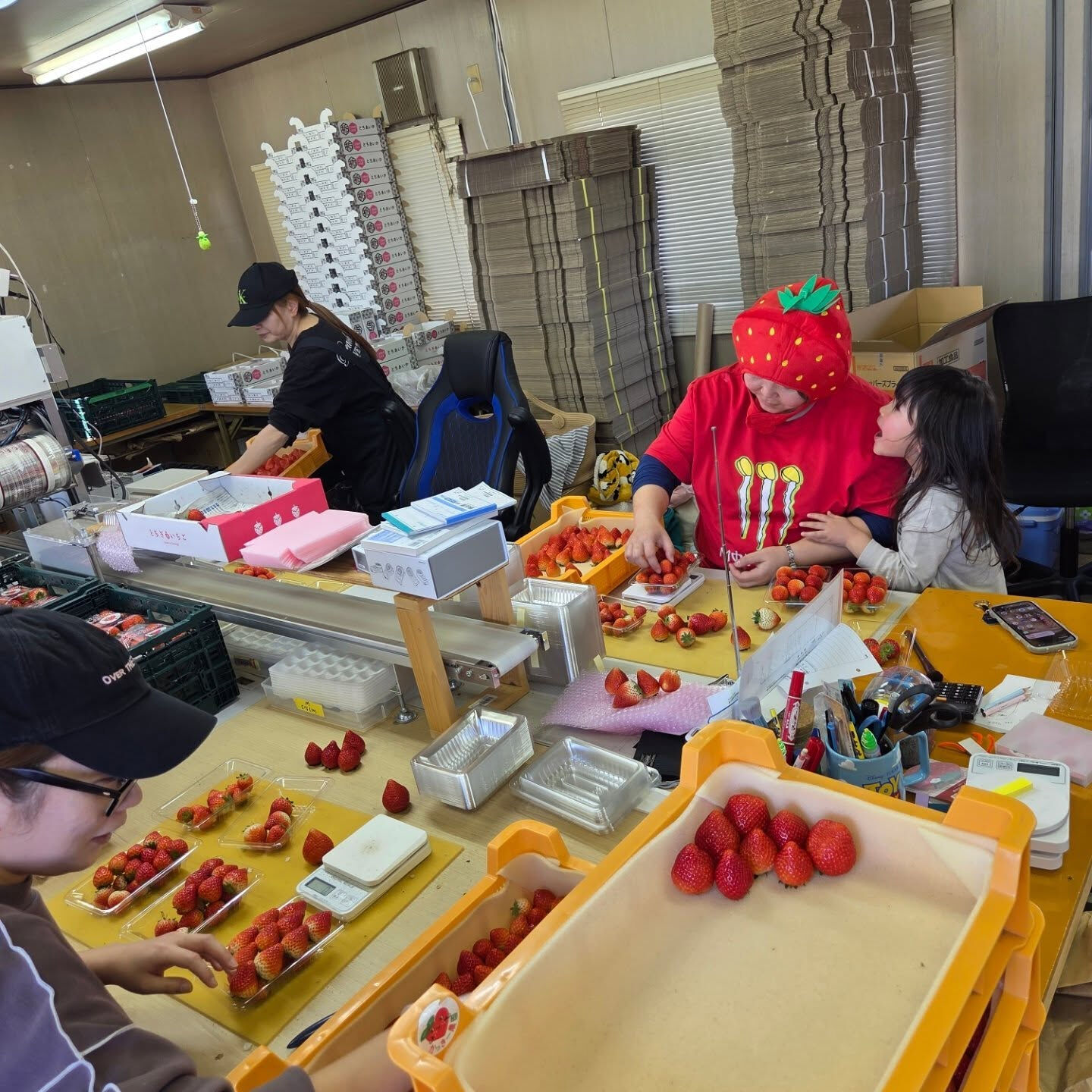 第3回塩谷いちごウォークに向けて全力準備中😤‼️‼️