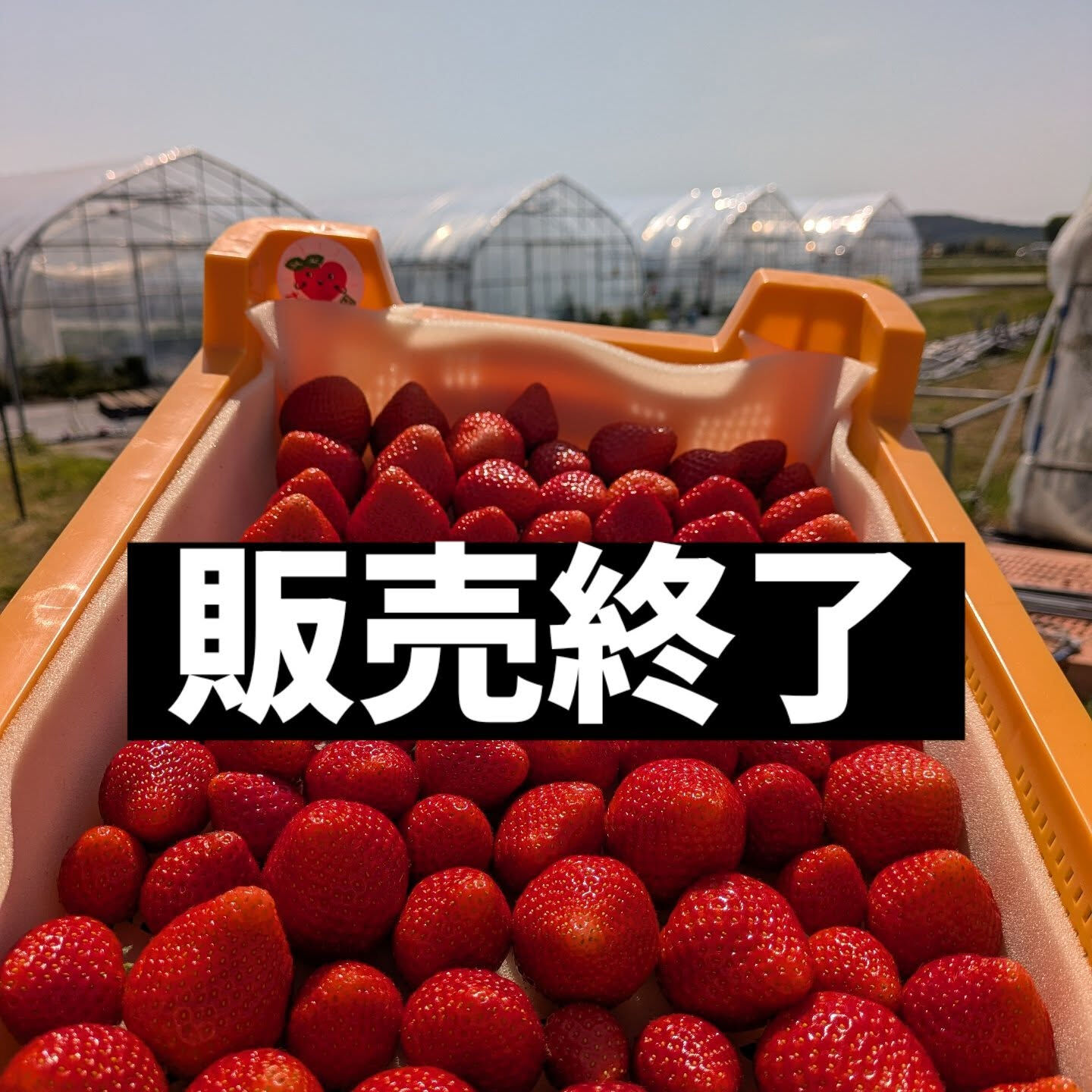 今シーズンのいちごの販売を急なんですが終了させていただきます