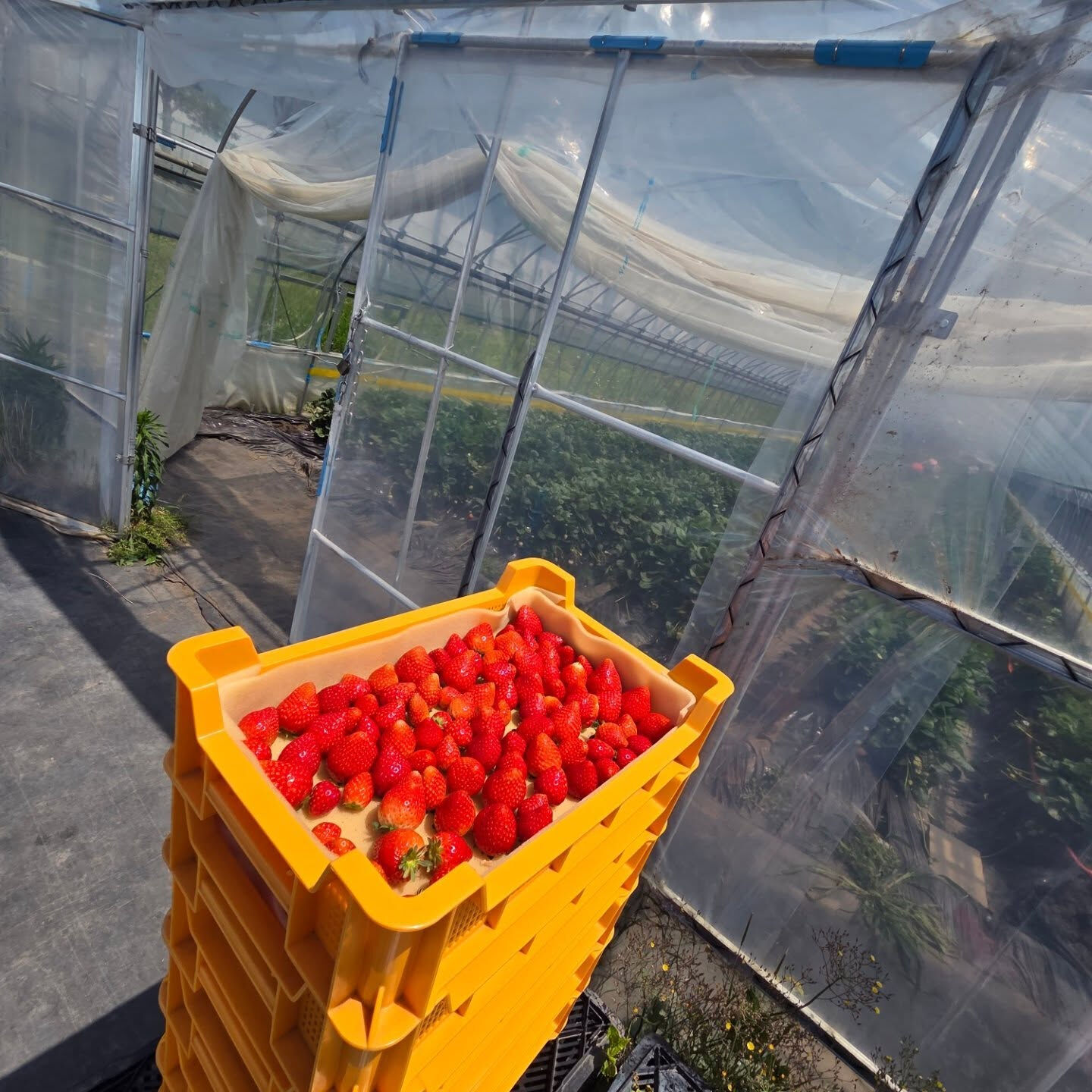 お疲れ様です🌞かっきー農園です🍓