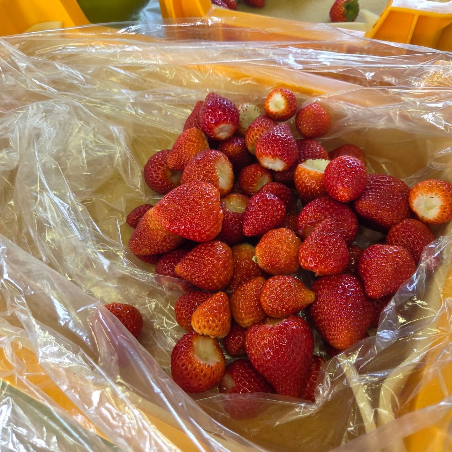 お疲れ様です🌞かっきー農園です🍓