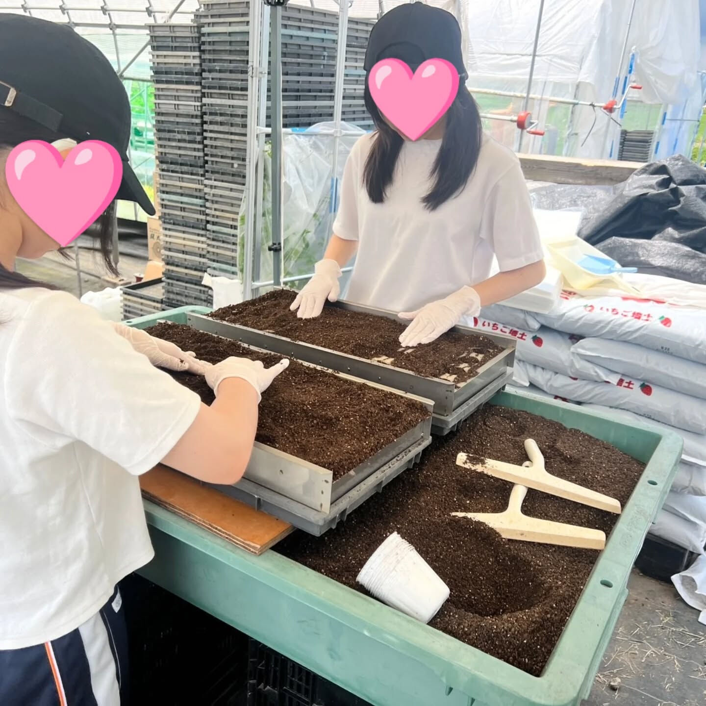 お疲れ様です！かっきー農園です🫡