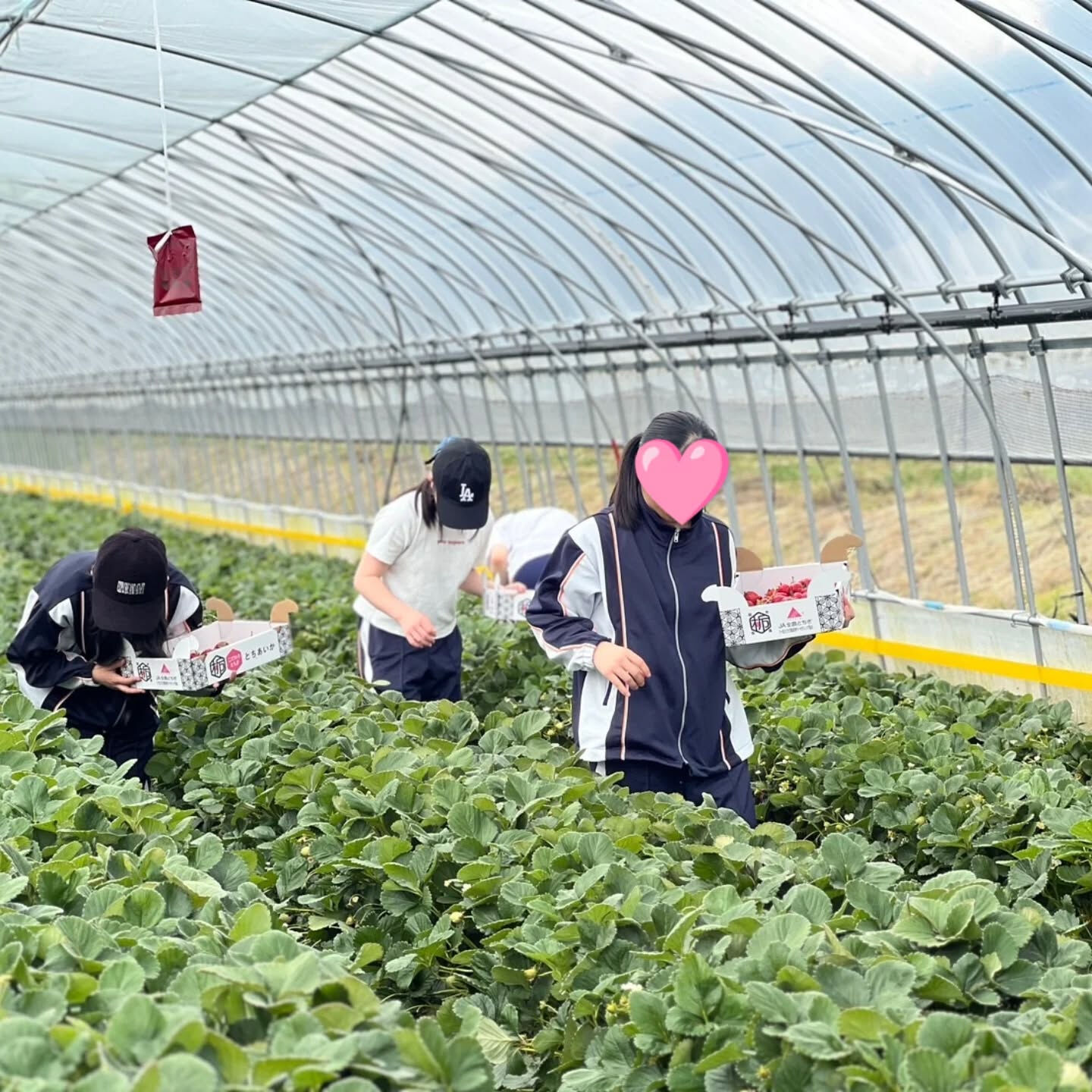 お疲れ様です！かっきー農園です🫡