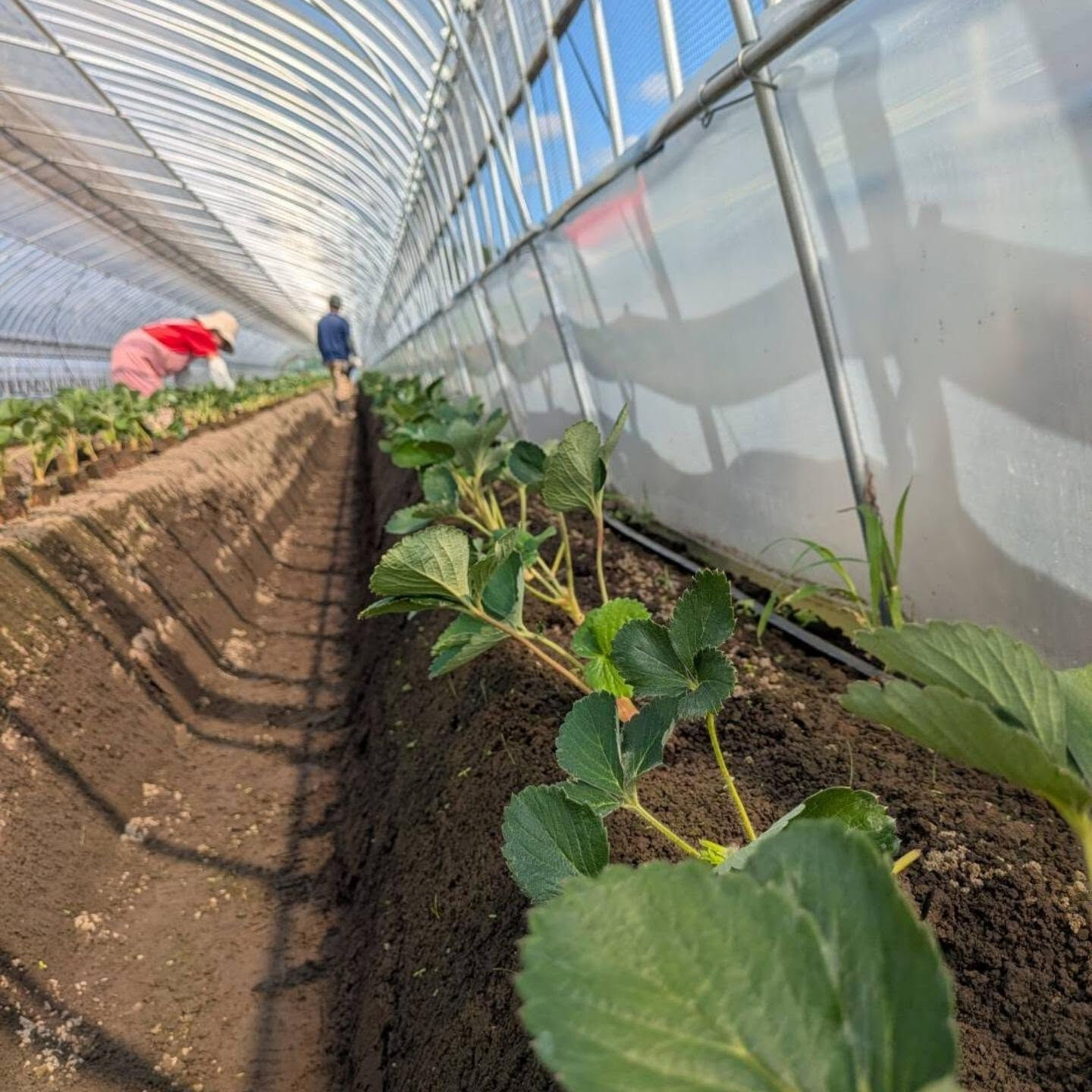 定植終了‼️‼️今シーズンから2棟増えて先が読めなかったけど